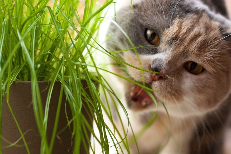 close up of a cat eating grass