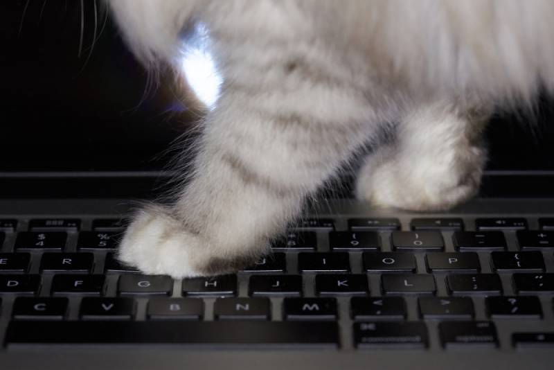 close up of a cat walking on laptop keyboards