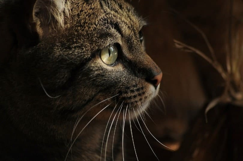 close up of a cat's eye