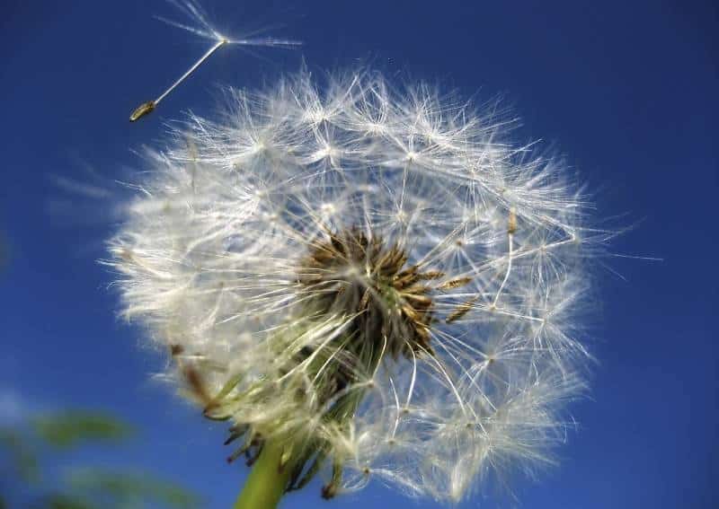 close up of a dandelion