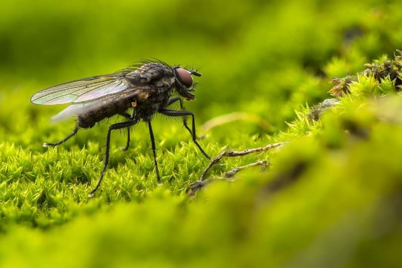 close up of a fly