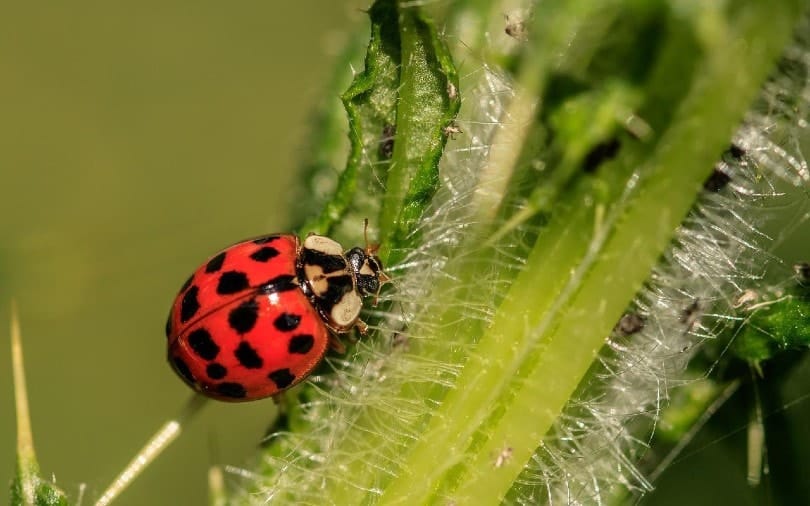 close up of a ladybug on plant