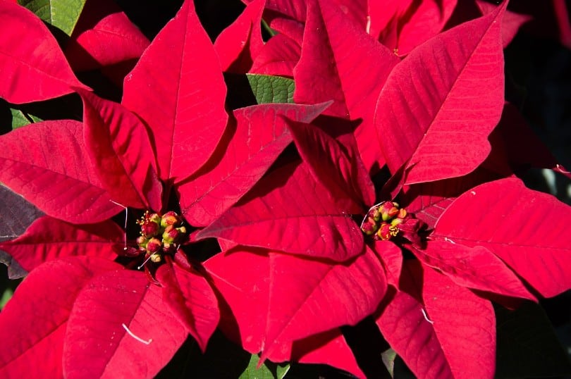 close up of a poinsettia flower