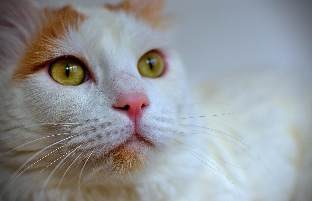 close up of a turkish van cat