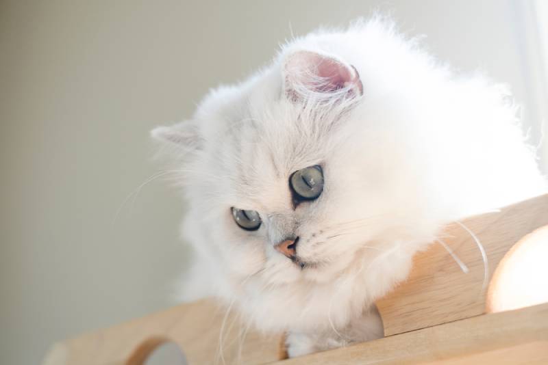 close up of a white british longhair cat