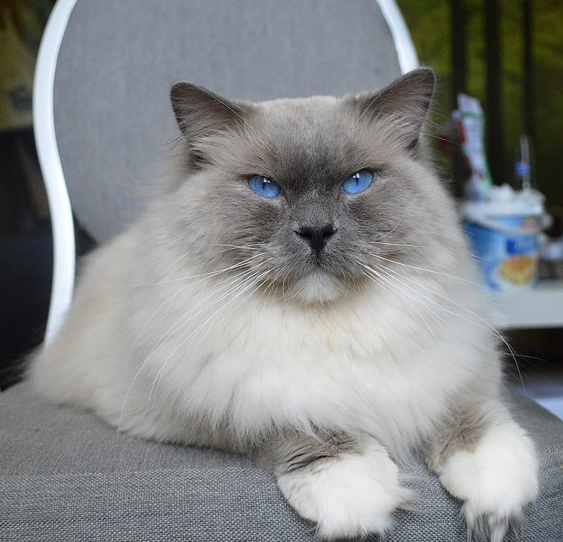 close up of blue ragdoll cat