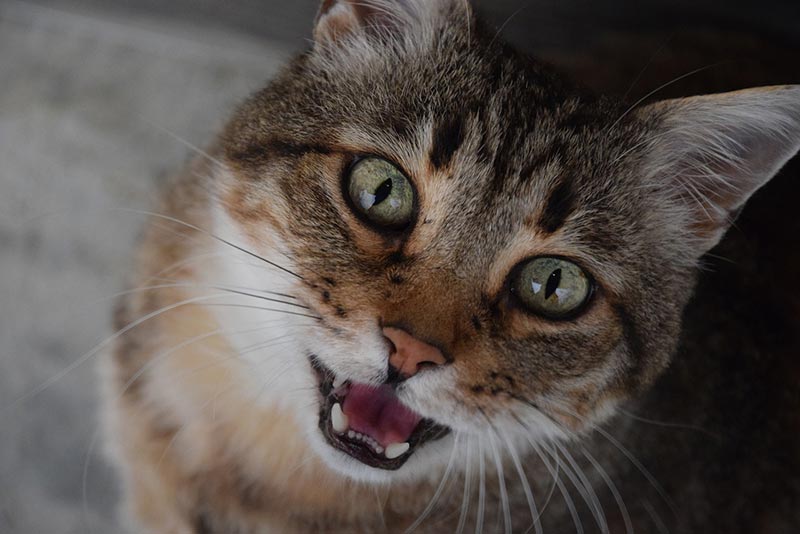 close up of cat meowing