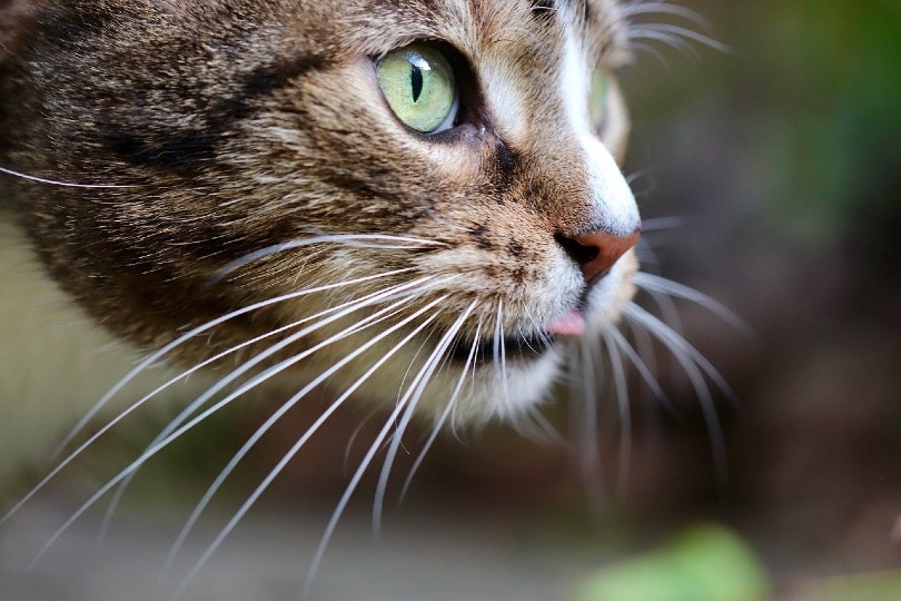 close up of cat whiskers