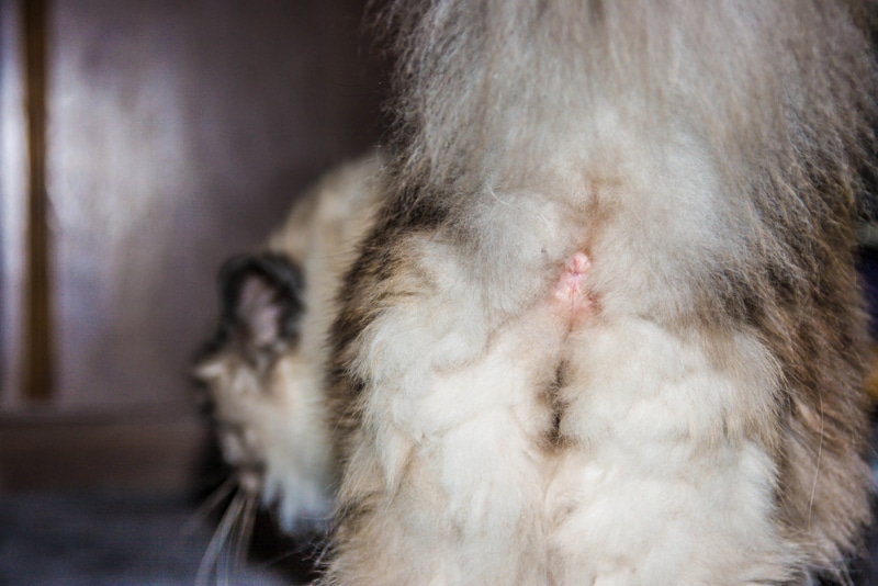 close up of cat's anus or butt