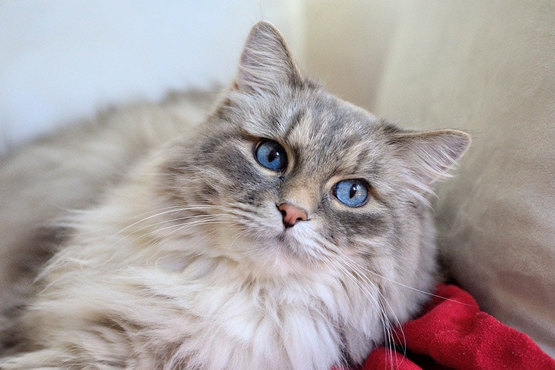 close up of domestic longhair cat
