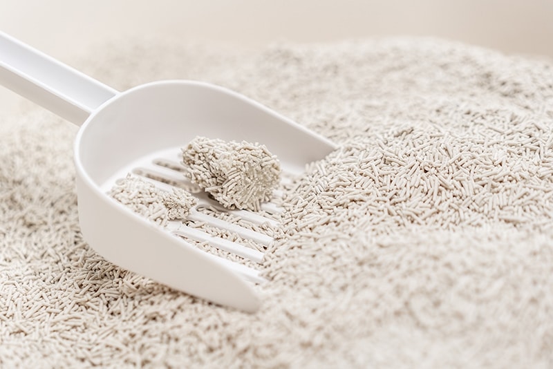 close up scoop on clumping tofu cat litter