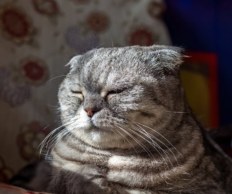 close up scottish fold with folds on neck