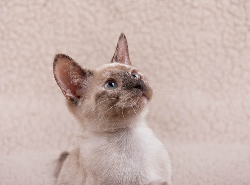 close up tortie point siamese kitten