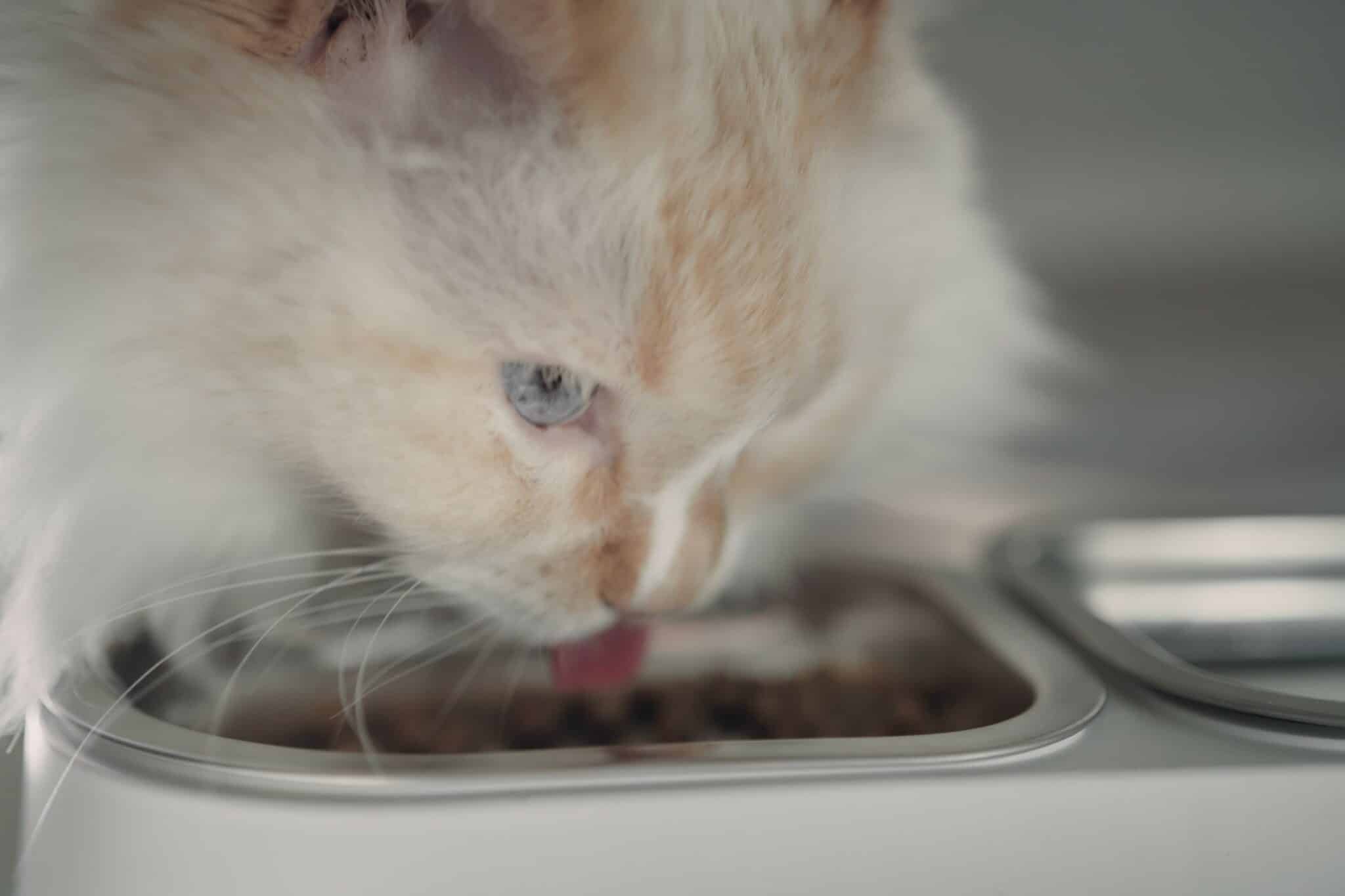 close up white cat eating tongue out hepper nom nom bowl
