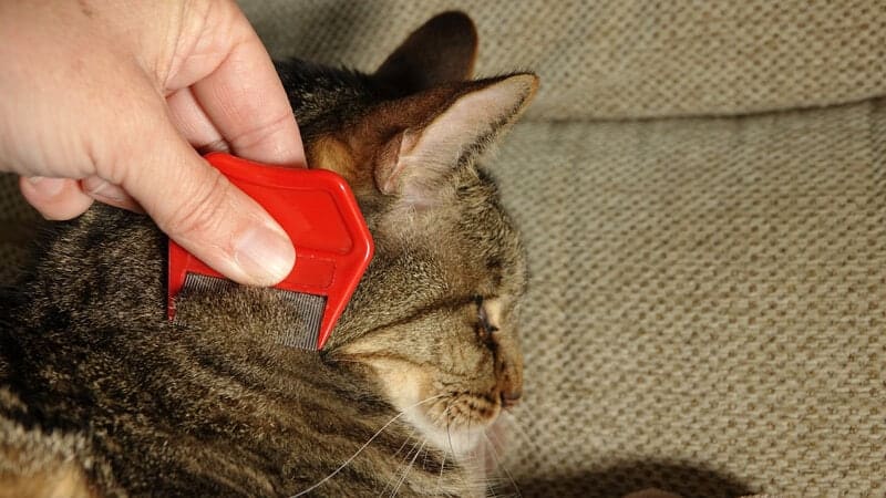 cat and flea comb