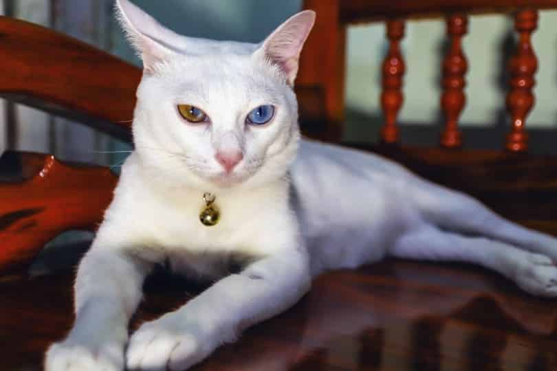 closeup of khao manee cat