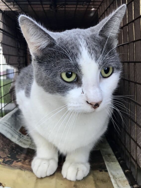 Cloud the gorgeous kitty, 250,000th successful spay/neuter