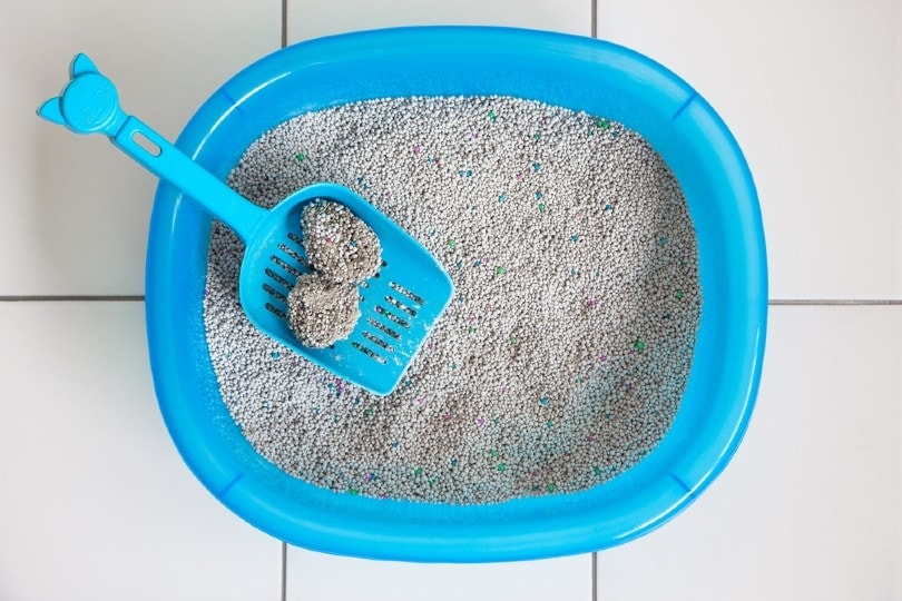 clumping cat litter