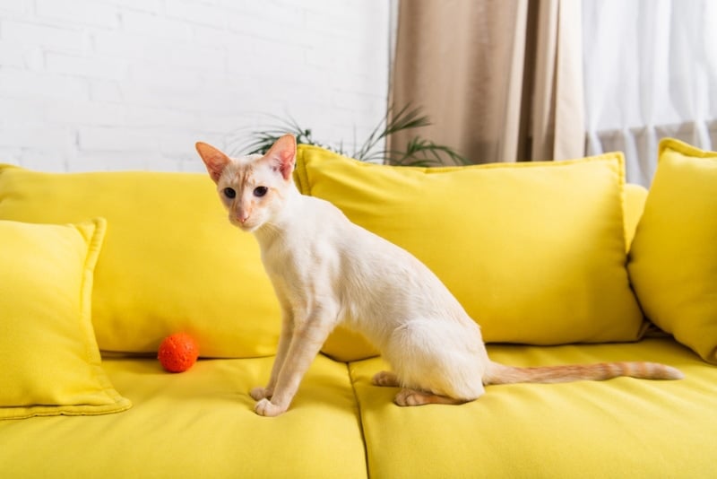 colorpoint shorthair cat sitting on the couch