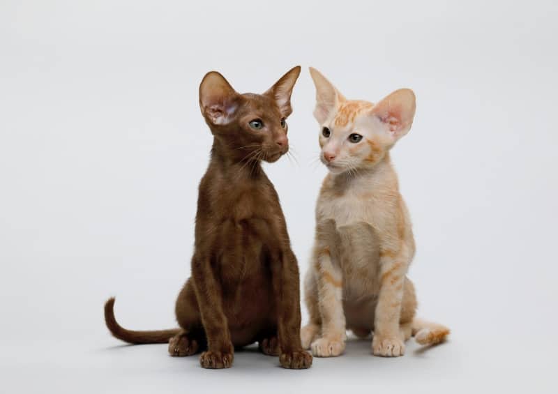 colorpoint shorthair kittens in white background