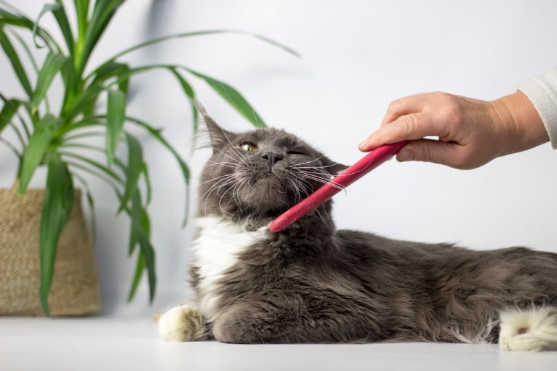 combing maine coon cat