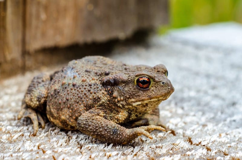 common toad