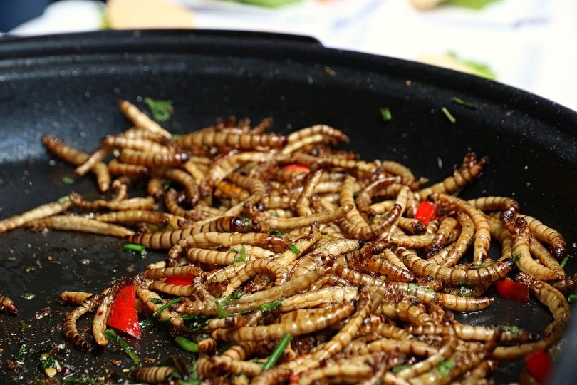 cooked mealworms in a pan