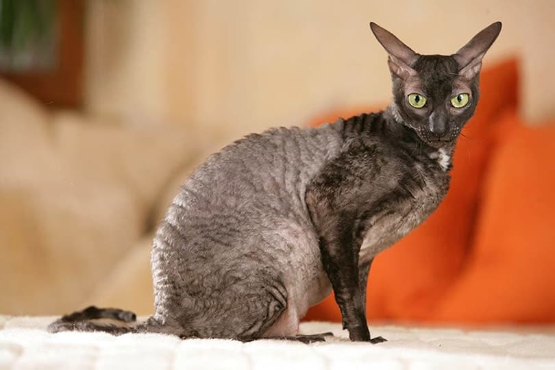 cornish rex sitting on bed