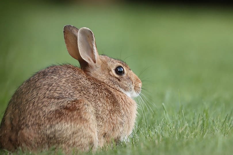 cottontail rabbit on grass