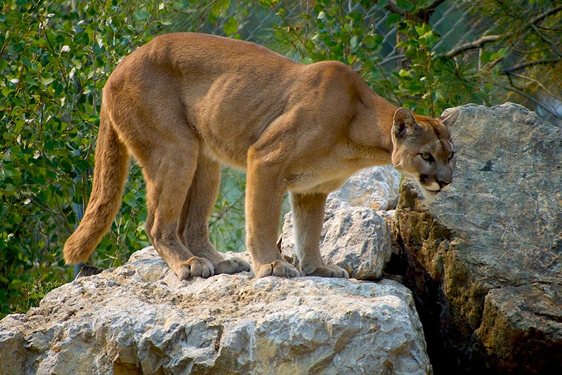 cougar standing on a big rock