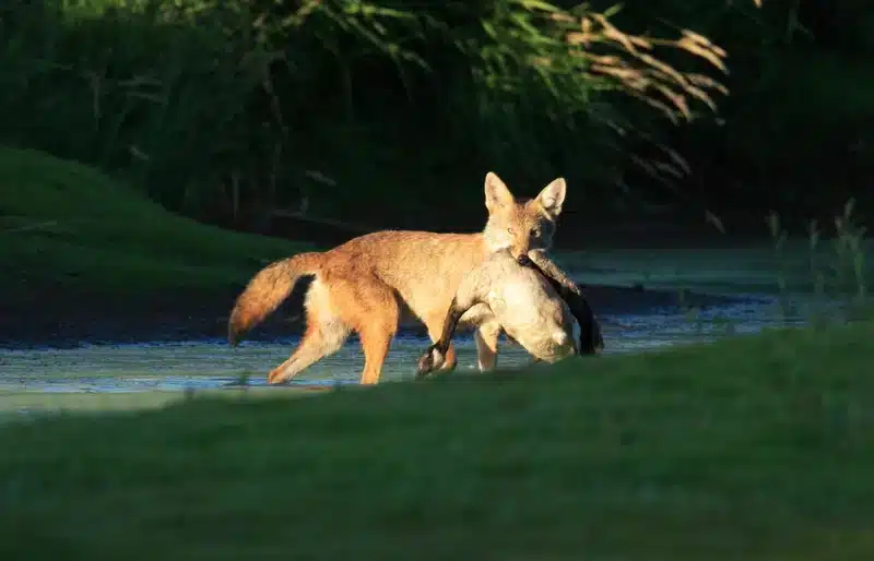coyote biting a goose that it hunted