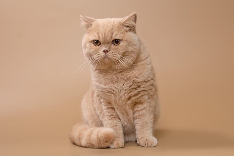 cream british shorthair cat