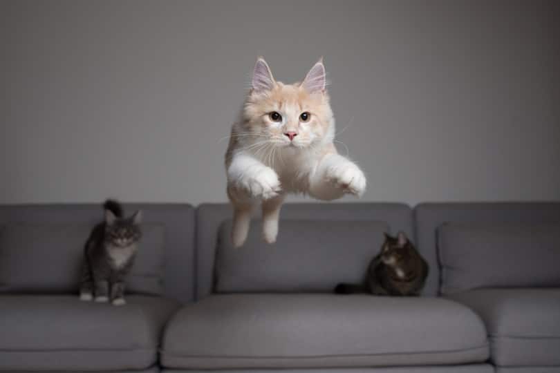 cream colored maine coon cat jumping over the couch