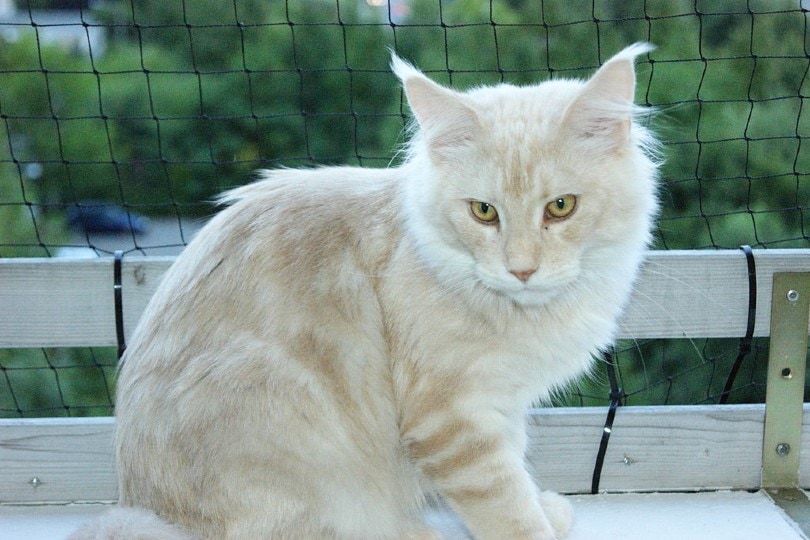 cream maine coon