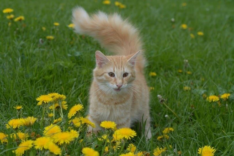 cream tabby Norwegian Forest Cat