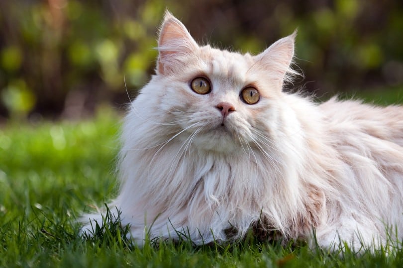 cream tabby manx cat