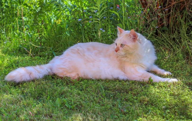 cream turkish angora