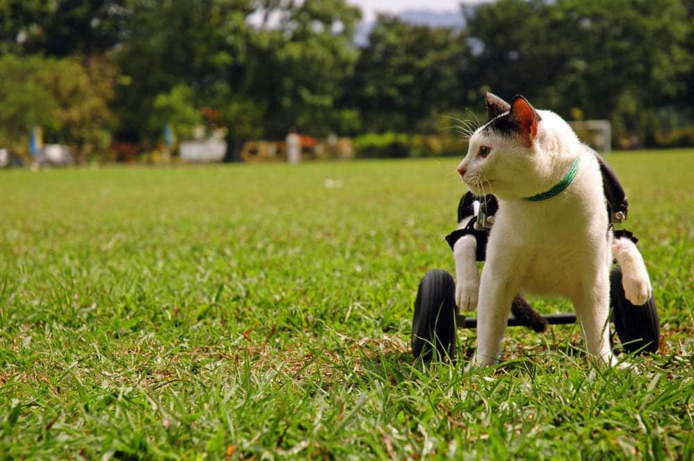 cripple cat in a wheelchair