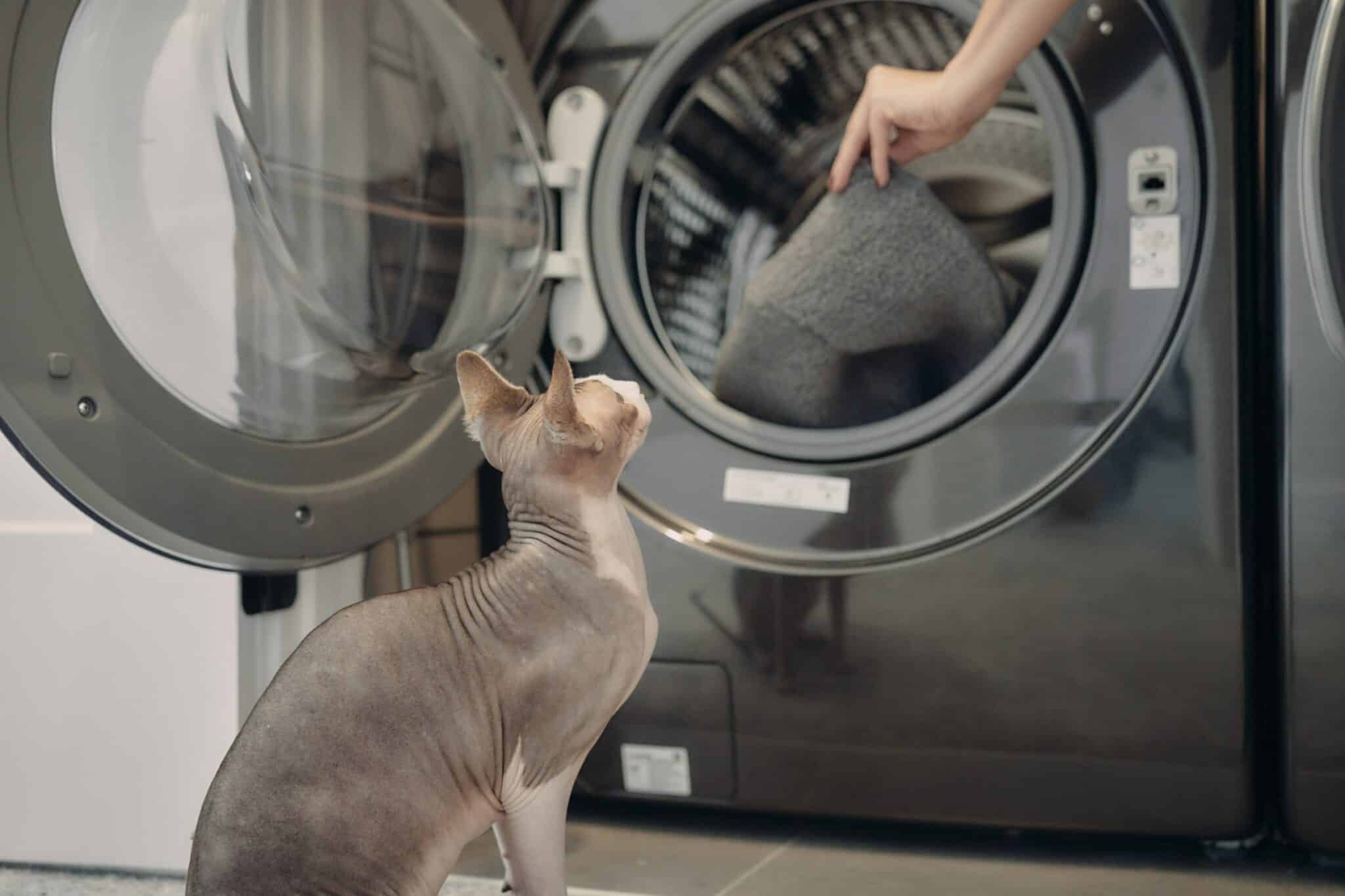 curious Sphynx cat laundry washing machine hepper nest liner