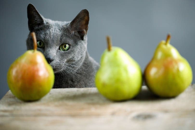 curious cat inspecting fresh ripe pears