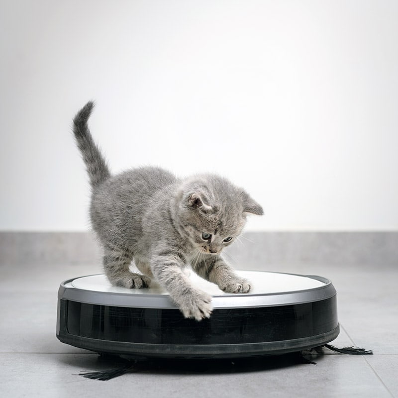 curious kitten standing on a roomba or robot vacuum