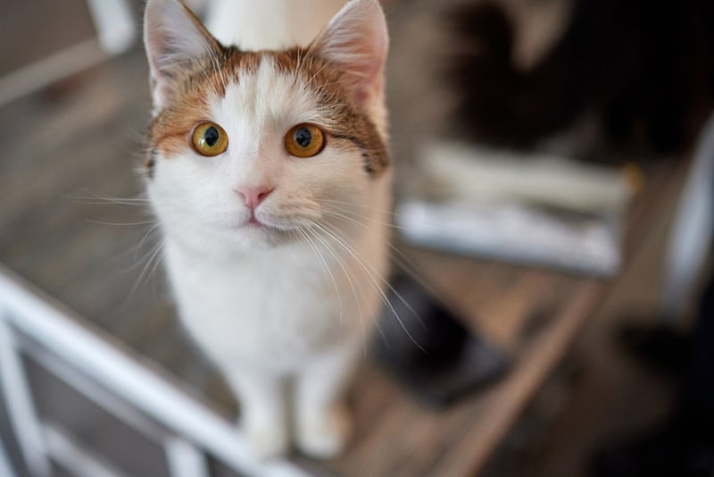 cute Anatolian cat closeup