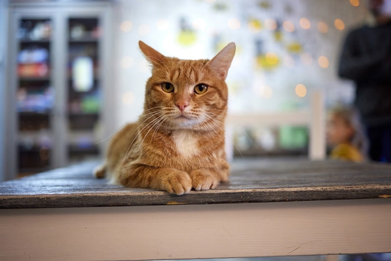 cute Anatolian cat in a cattery