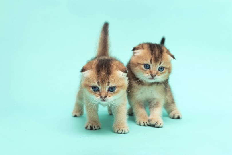 cute Scottish fold kittens chinchilla one month old_Mikhail Kniazev_shutterstock
