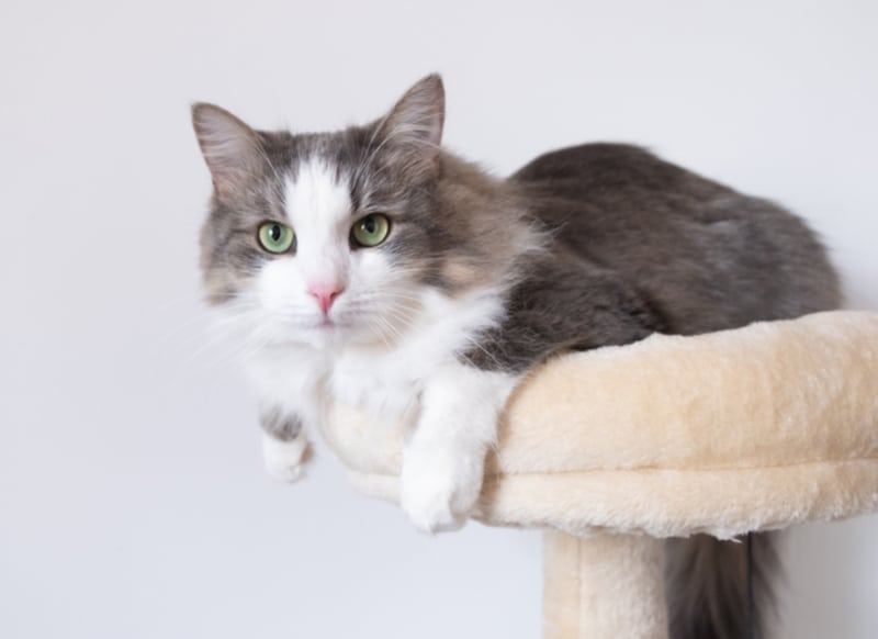 cute cat lying on a cat tree