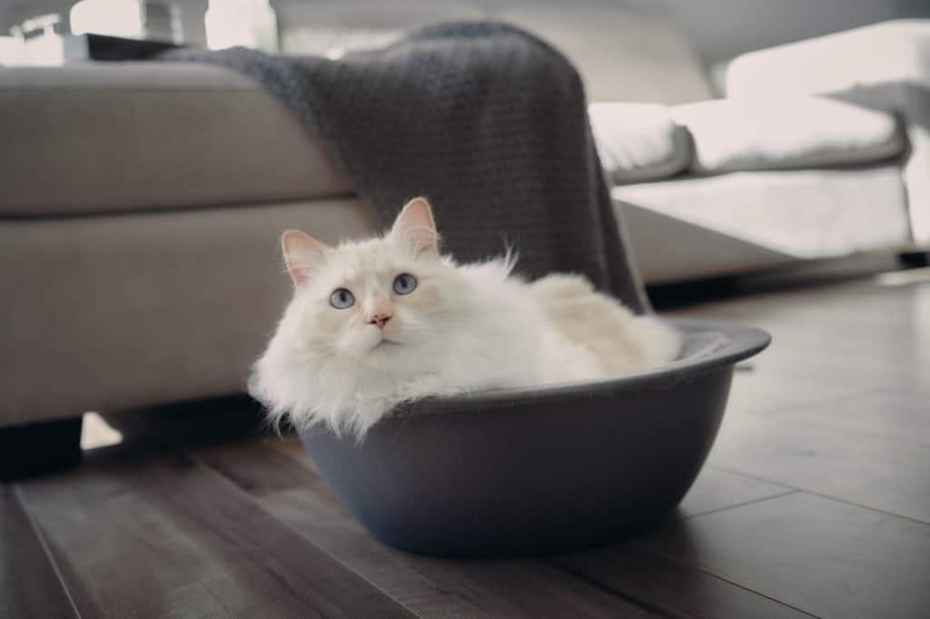 cute fluffy blue eyed himalayan cat in hepper nest bed