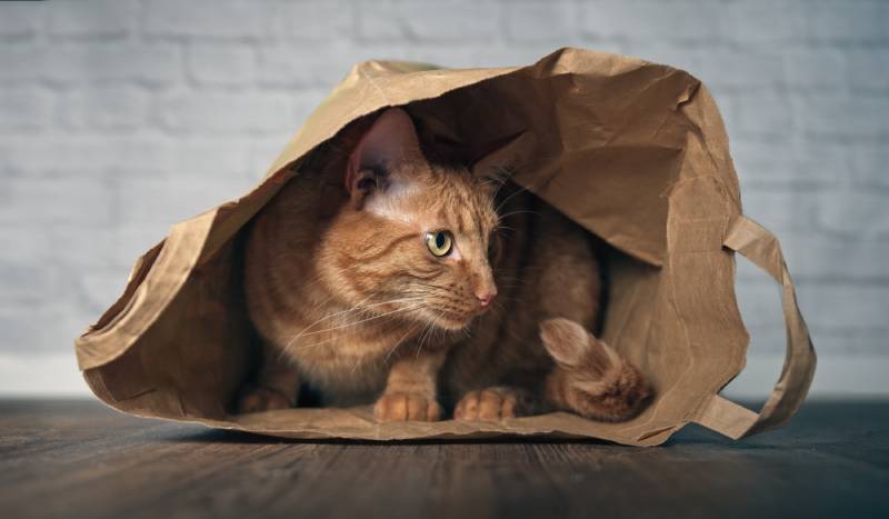 cute-ginger-cat-sitting-in-a-paper-bag-and-looking-curious-sideways_Chaiwat-Hemakom_Shutterstock
