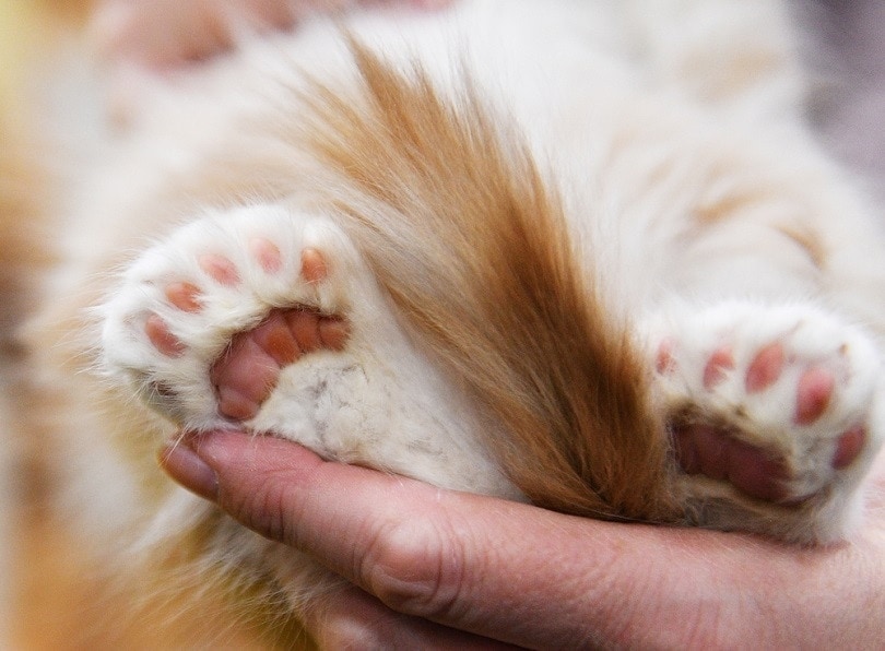 cute little paws of a polydactyl cat