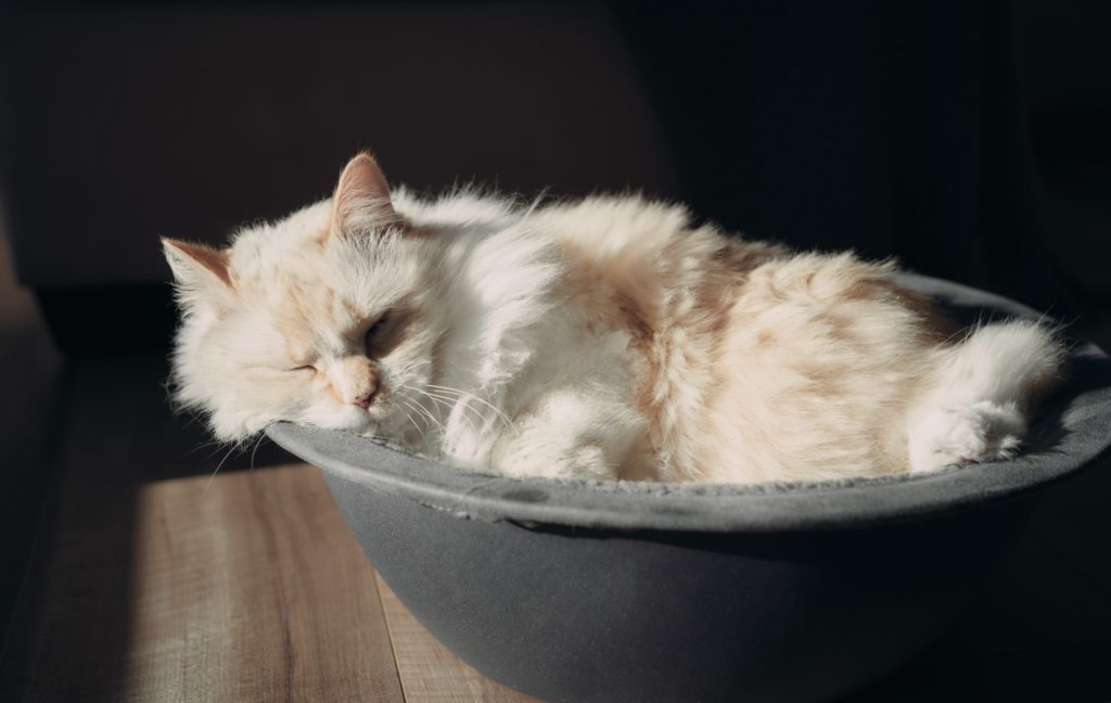 cute sleeping white himalayan cat in hepper nest bed