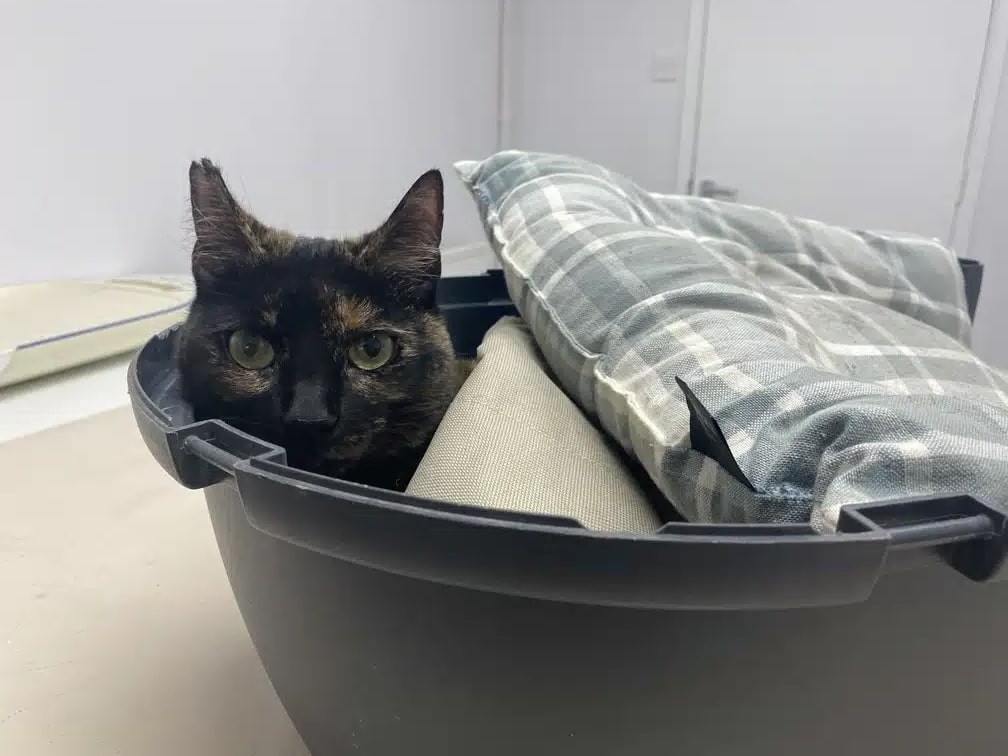 cute tortie cat sitting in cozy carrier while at the vet
